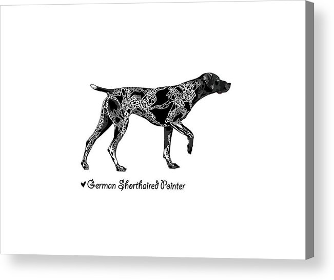 651x545 german shorthaired pointer illustration acrylic print - German Shorthaired Pointer Drawing