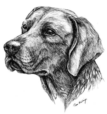 340x365 german shorthaired pointer letterheads - German Shorthaired Pointer Drawing