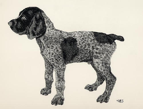 500x382 german short haired pointer - German Shorthaired Pointer Drawing