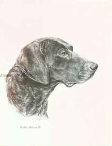 231x300 german shorthaired pointer dog art print pen ink drawing - German Shorthaired Pointer Drawing