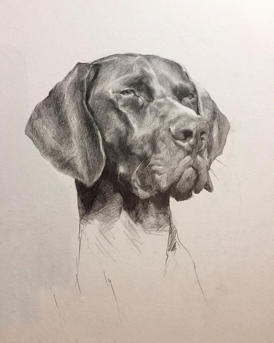 1080x1350 jennifer gennari, german shorthaired pointer - German Shorthaired Pointer Drawing