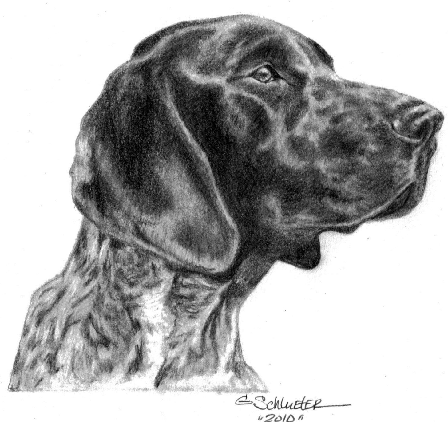 1457x1373 german short haired pointer pointer dog - German Shorthaired Pointer Drawing