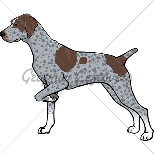 500x500 pointer german shorthaired gl stock images - German Shorthaired Pointer Drawing