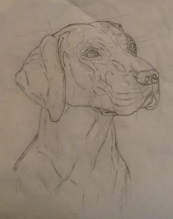 253x320 the art of s sydney drawing the german shorthaired pointer - German Shorthaired Pointer Drawing