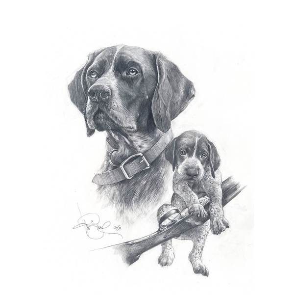 German Shorthaired Pointer Drawing At Paintingvalley Com Explore
