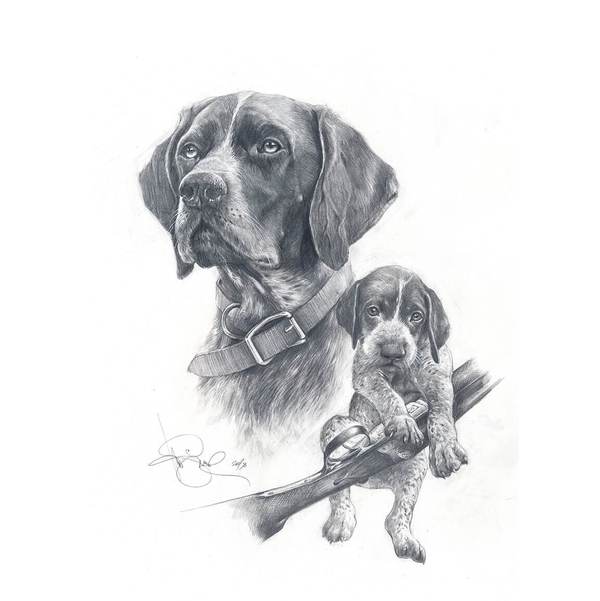 German Shorthaired Pointer Drawing at Explore