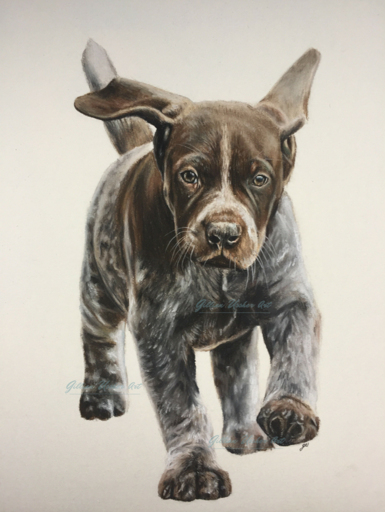 771x1024 german short haired pointer puppy 'isla' fine art giclee print - German Shorthaired Pointer Drawing