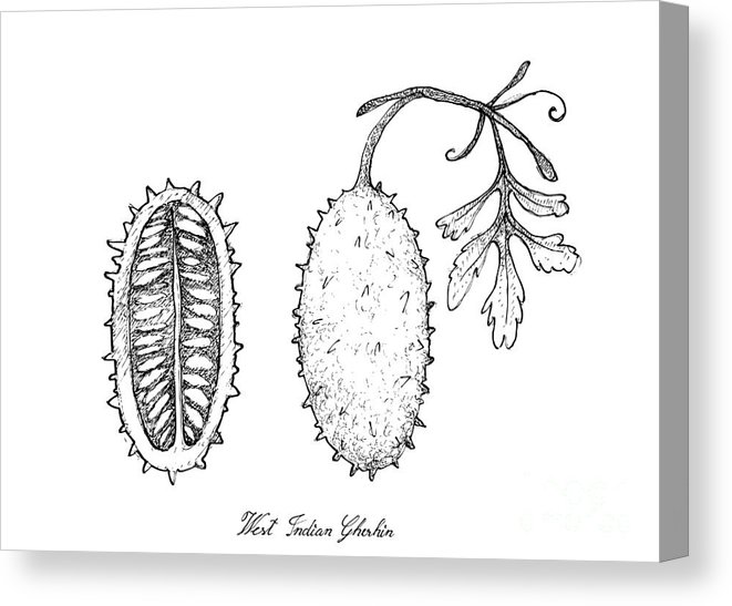 661x547 Hand Drawn Of Fresh West Indian Gherkin Fruit Canvas Print - Gherkin Drawing