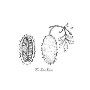 300x300 Hand Drawn Of Fresh West Indian Gherkin Fruit Drawing - Gherkin Drawing