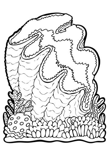 360x480 giant clam coloring - Giant Clam Drawing