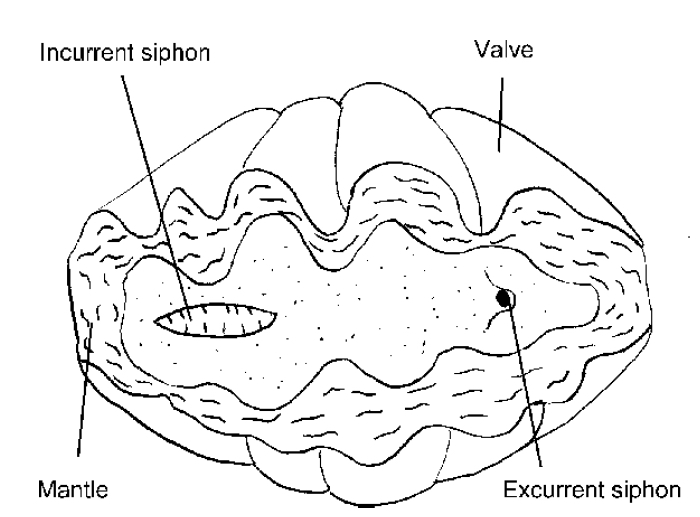 Giant Clam Drawing at Explore collection of Giant