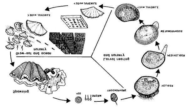 604x345 stages in the life cycle and aquaculture of giant clams - Giant Clam Drawing