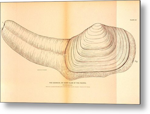 493x375 the geoduck or giant clam of the pacific metal print - Giant Clam Drawing