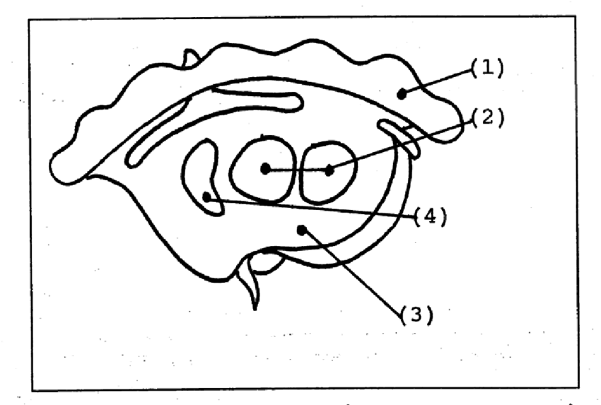 850x573 three edible parts of the giant clam and kidney - Giant Clam Drawing