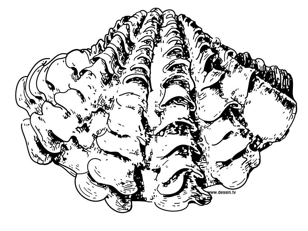 1024x768 clam coloring pages coloring pages coloring pages, clams, drawings - Giant Clam Drawing