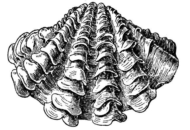 650x446 clam drawing giant clam beach in clams, sea clams - Giant Clam Drawing