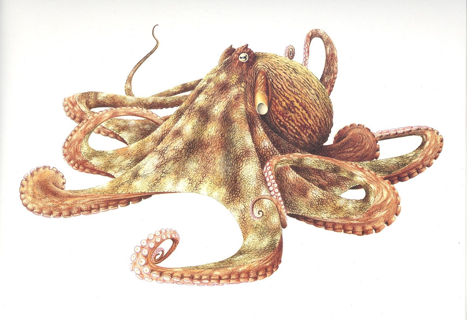 1600x1099 giant pacific octopus drawing art tiles octopus drawing, giant - Giant Octopus Drawing