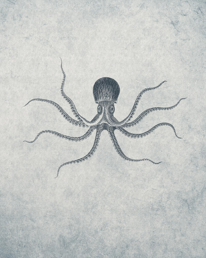 720x900 Giant Squid - Giant Octopus Drawing