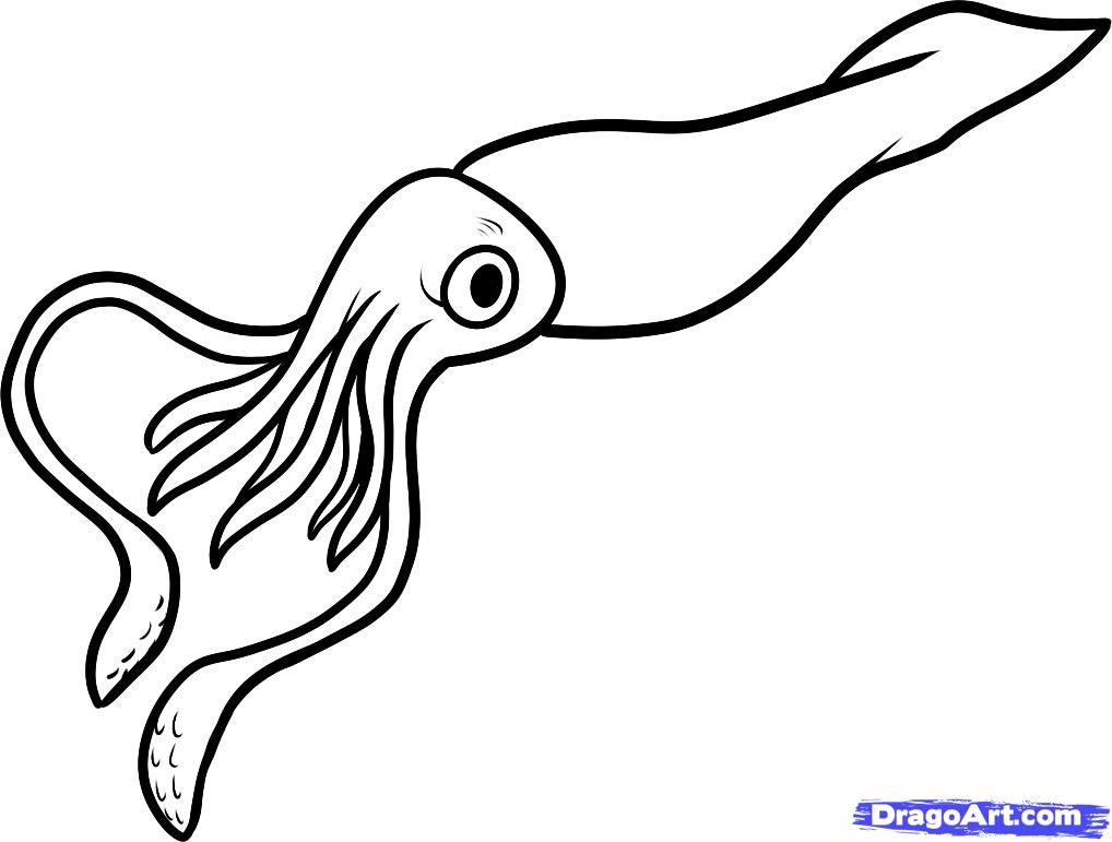 1018x771 how to draw a giant squid, giant squid, step - Giant Octopus Drawing