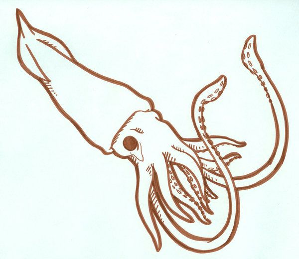 600x520 family sea giant squid - Giant Octopus Drawing