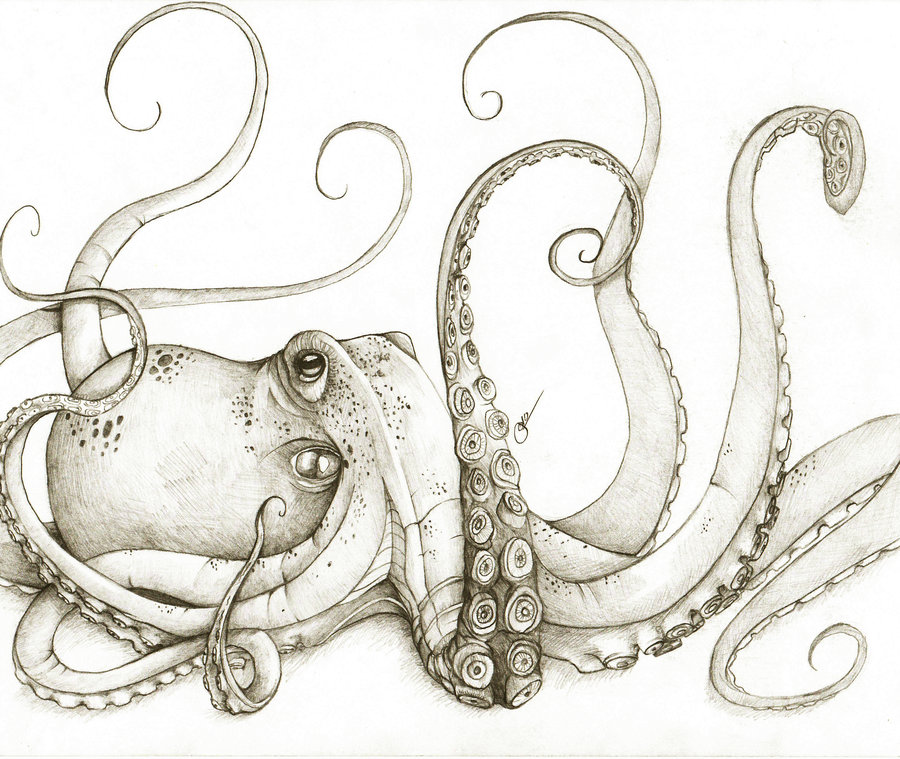 900x759 giant octopus drawing - Giant Octopus Drawing