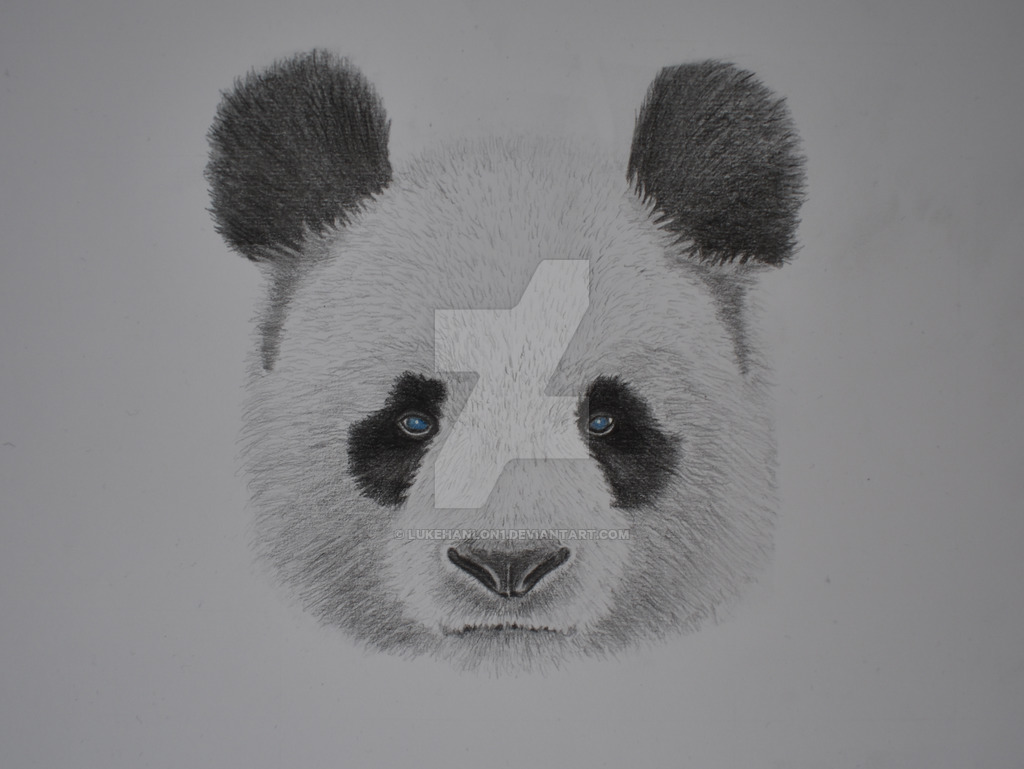 1024x769 Giant Panda Graphite Pencil Drawing - Giant Panda Drawing