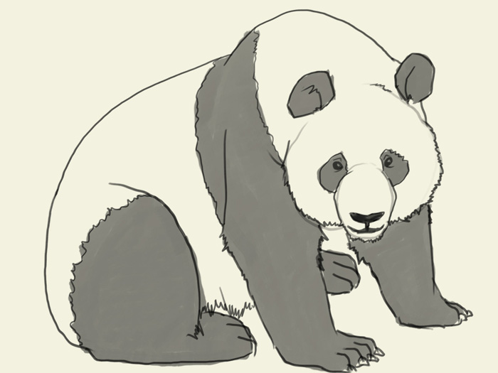 700x525 How To Draw Panda - Giant Panda Drawing