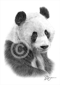212x300 Giant Panda Pencil Drawing Art Print Sizes Signed Artwork - Giant Panda Drawing