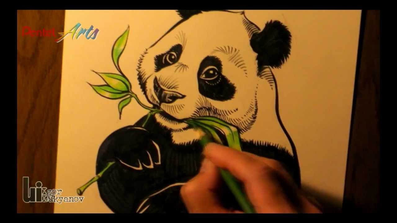 1280x720 Giant Panda - Giant Panda Drawing