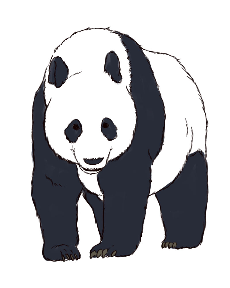 800x1000 Giant Panda Drawing - Giant Panda Drawing