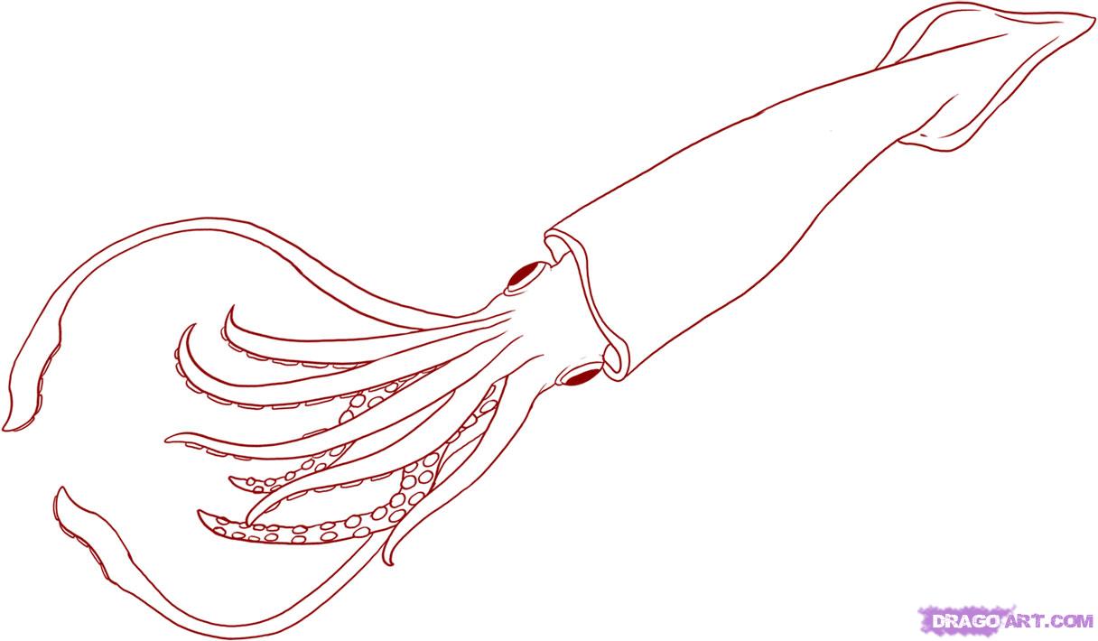 1216x710 Giant Squid Drawing - Giant Squid Drawing