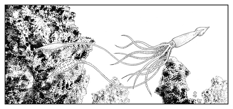 800x375 Giant Squid Pen And Ink - Giant Squid Drawing
