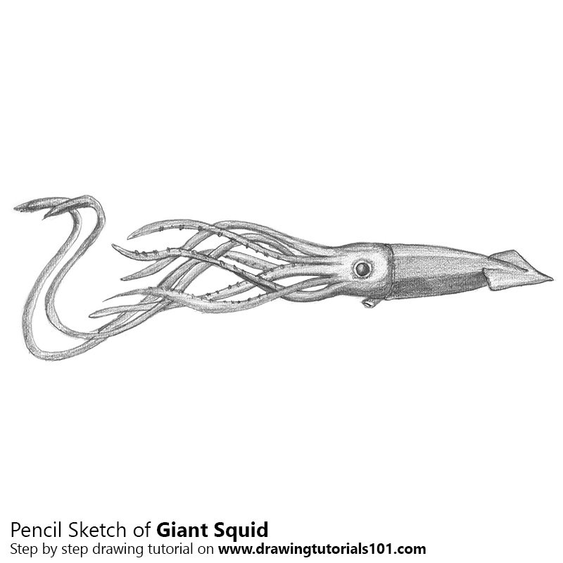 800x800 Giant Squid Pencil Drawing - Giant Squid Drawing