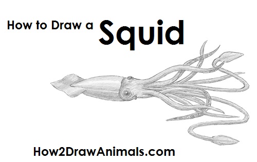 500x315 How To Draw A Squid - Giant Squid Drawing