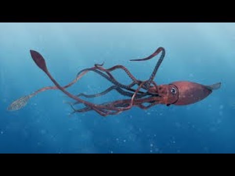 480x360 Drawing A Giant Squid! - Giant Squid Drawing