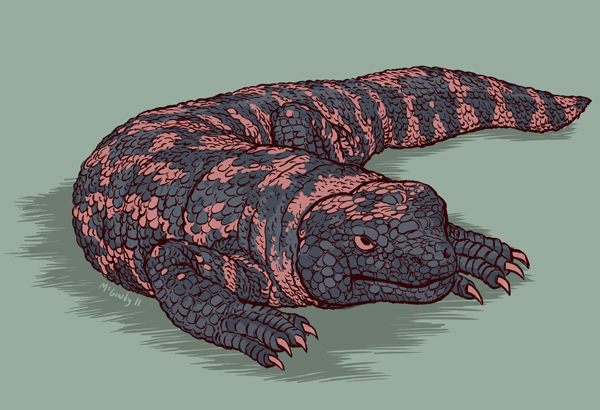 600x410 Gila Monster Drawing - Gila Monster Drawing