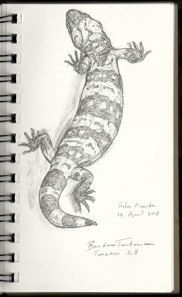 629x1024 Gila Monster Sketch - Gila Monster Drawing