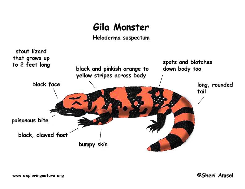 792x612 Gila Monster - Gila Monster Drawing