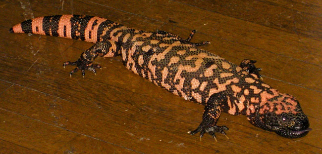 650x312 Got Gila Monster Three Star Owl - Gila Monster Drawing