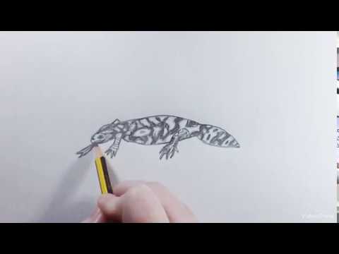 480x360 How To Draw A Gila Monster - Gila Monster Drawing