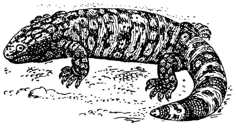 800x440 petiles spotlight the gila monster petiles blog - Gila Monster Drawing