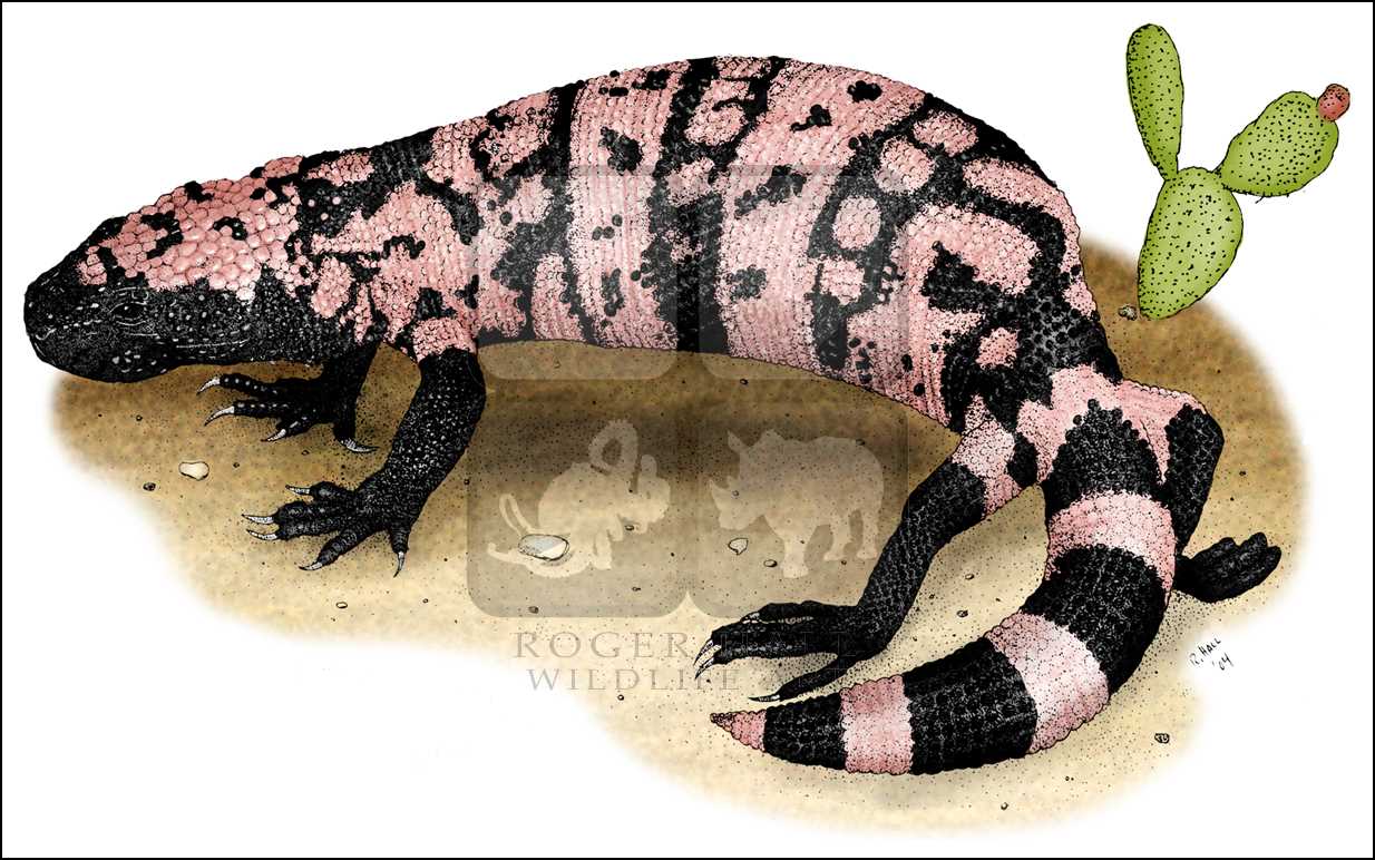 1234x772 Gila Monster - Gila Monster Drawing
