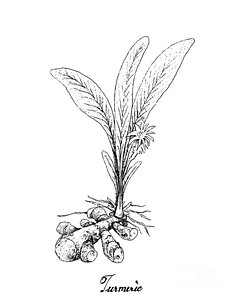 240x300 ginger drawings - Ginger Drawing