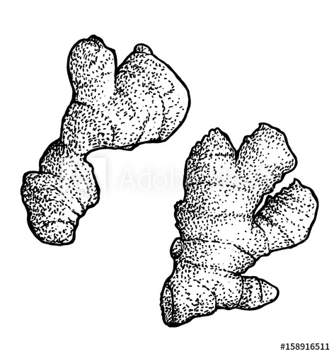 472x500 ginger illustration, drawing, engraving, ink, line art, vector - Ginger Drawing