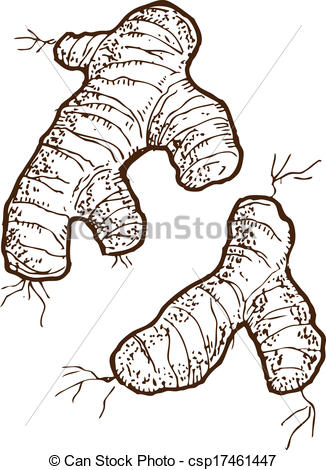 326x470 sketchy ginger isolated on white background - Ginger Drawing