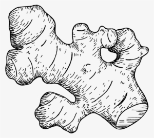 300x269 Vector Download Collection Of Picture High Quality - Ginger Drawing