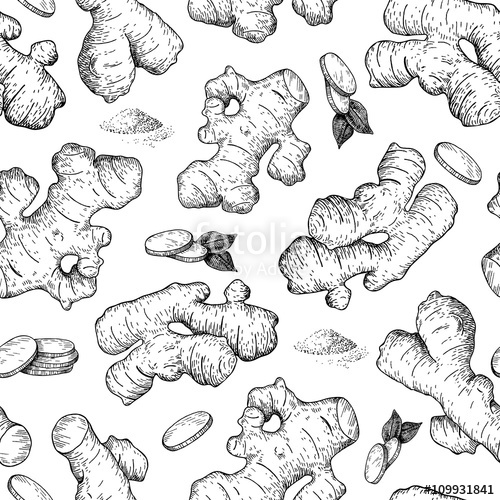 500x500 vector hand drawn ginger seamless pattern ginger root and cuted - Ginger Drawing