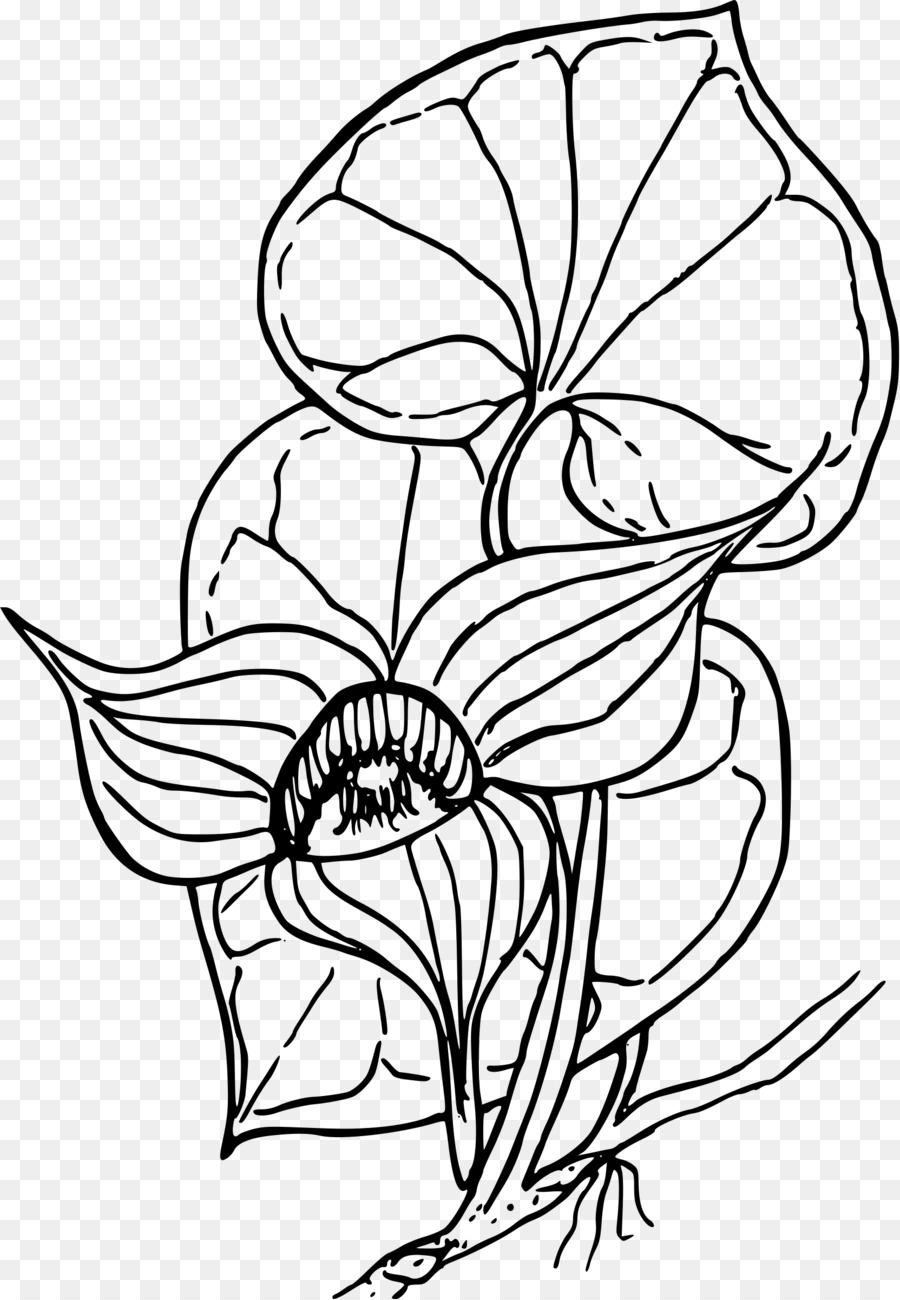 900x1300 white ginger flower drawing and coloring book western wild ginger - Ginger Drawing