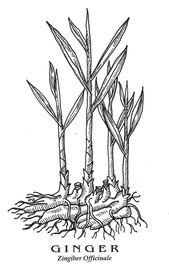559x900 ginger botanical drawing - Ginger Drawing