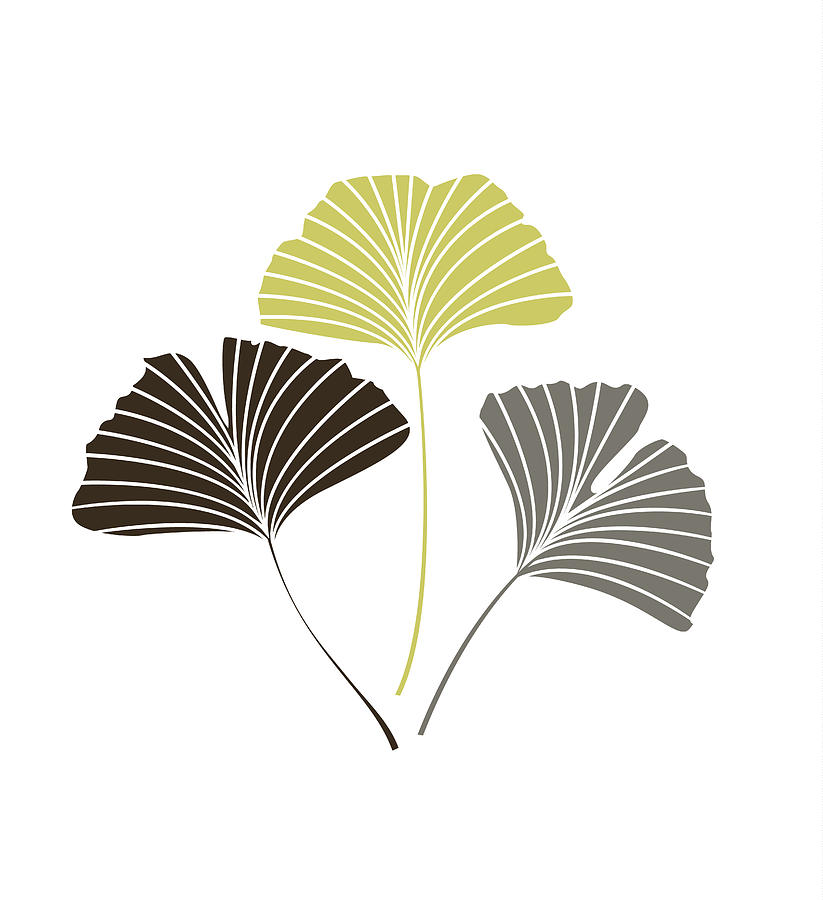 Ginkgo Leaf Drawing at PaintingValley.com | Explore collection of